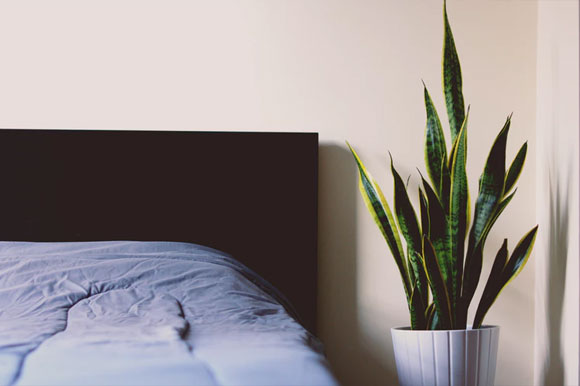 Indoor Plants for Bedroom - Favourite Homes