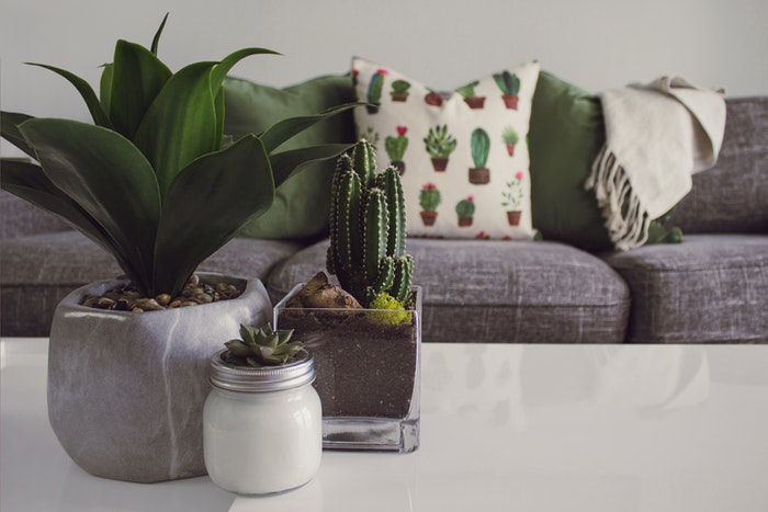 Lucky Indoor Plants - Favourite Homes